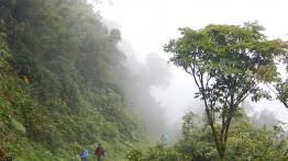 Landscape View of a dense foggy jungle