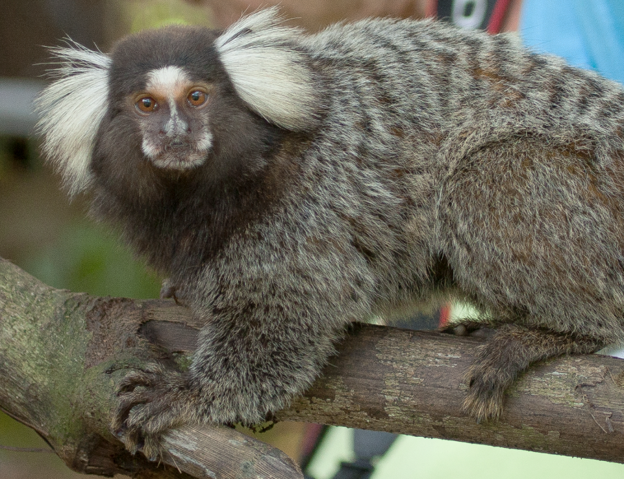photo of a Marmoset Monkey