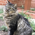  Photo of Cat Alliance cat named Fiona_2023