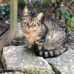 Photo of Cat Alliance cat named Fiora_2023